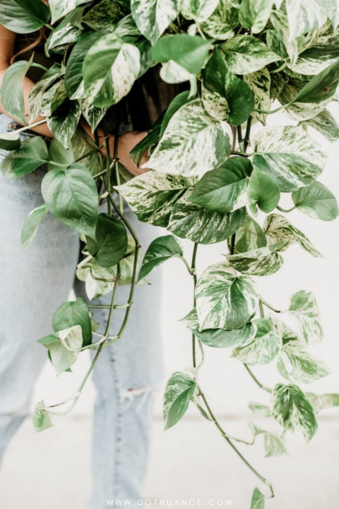 Biopholic design - hanging indoor plant
