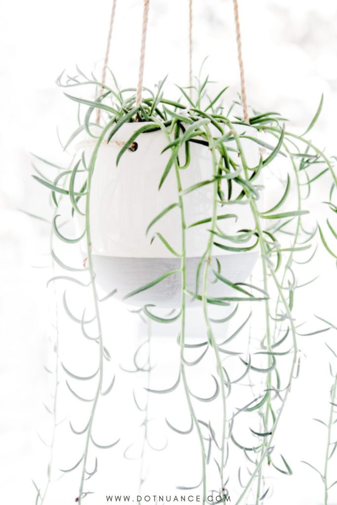 Biopholic design - hanging plants for walls