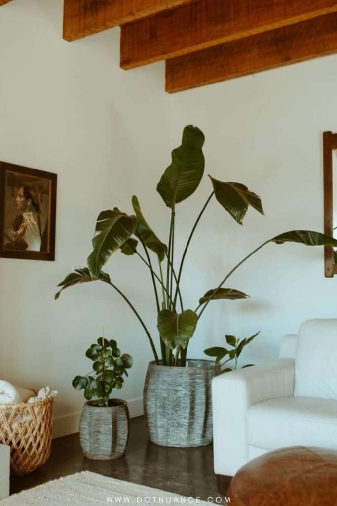 Biopholic design - indoor potted plants