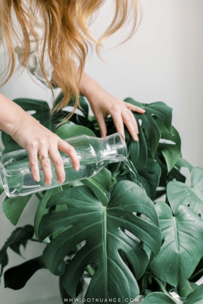 Biopholic design - watering indoor plants