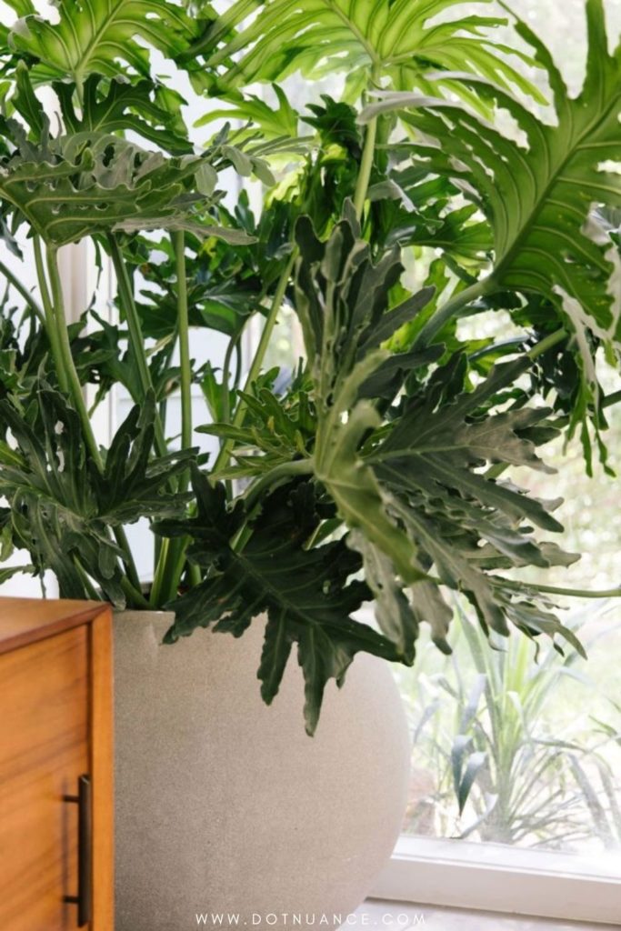 Spring refresh - Plants