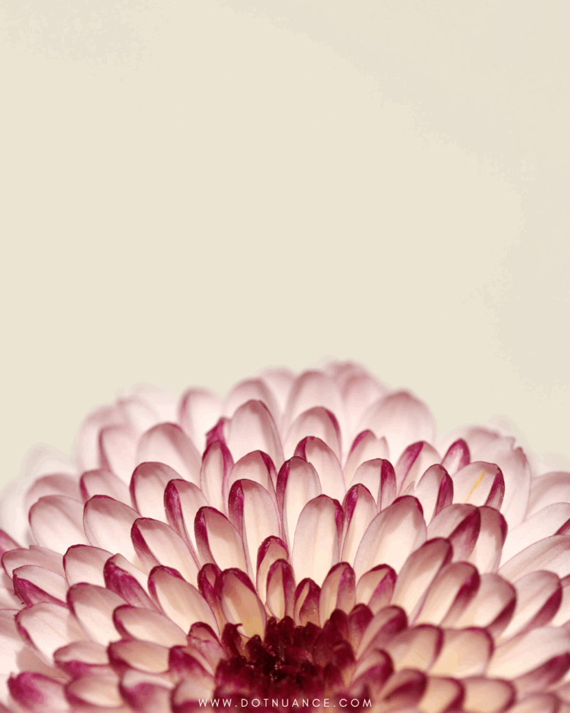 Fibonacci - petals - flower - bloom flower aesthetic