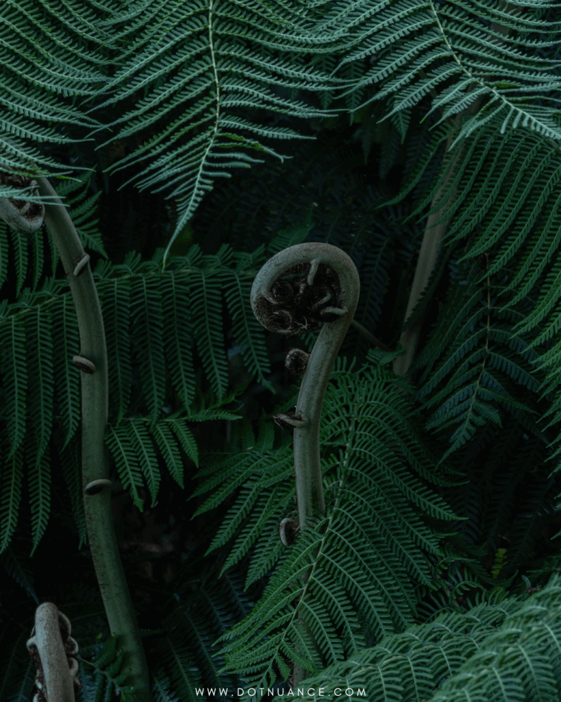 Fibonacci sequence nature