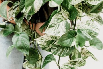 biophilic design ideas