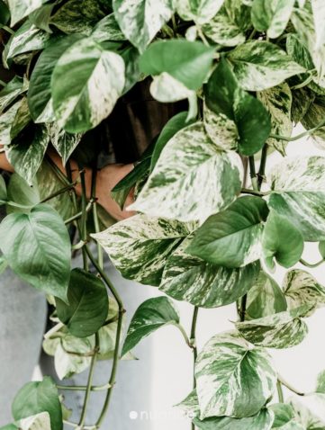 biophilic design ideas