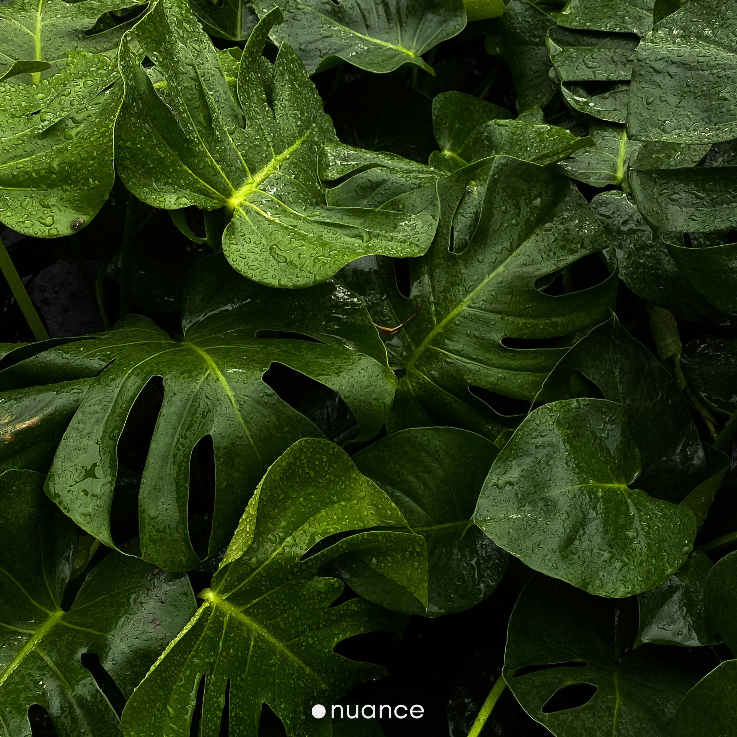 biophilic design