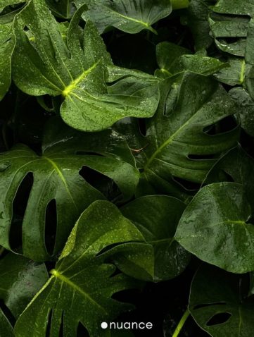 biophilic design