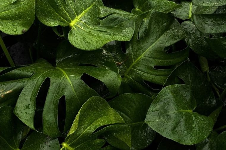 biophilic design