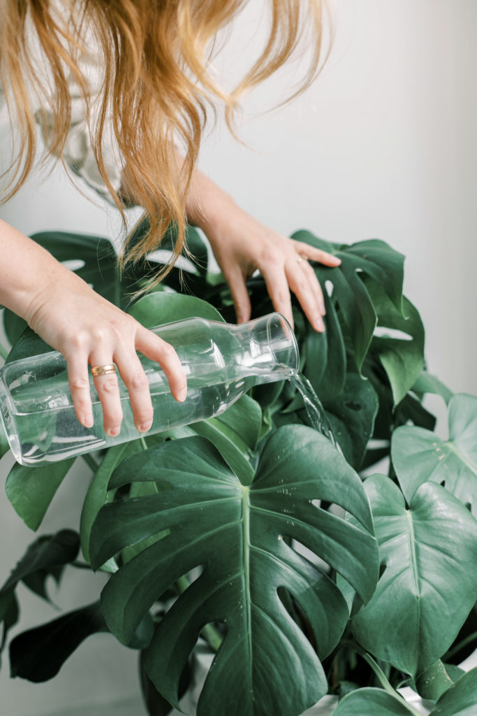 watering plants