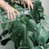 plants
