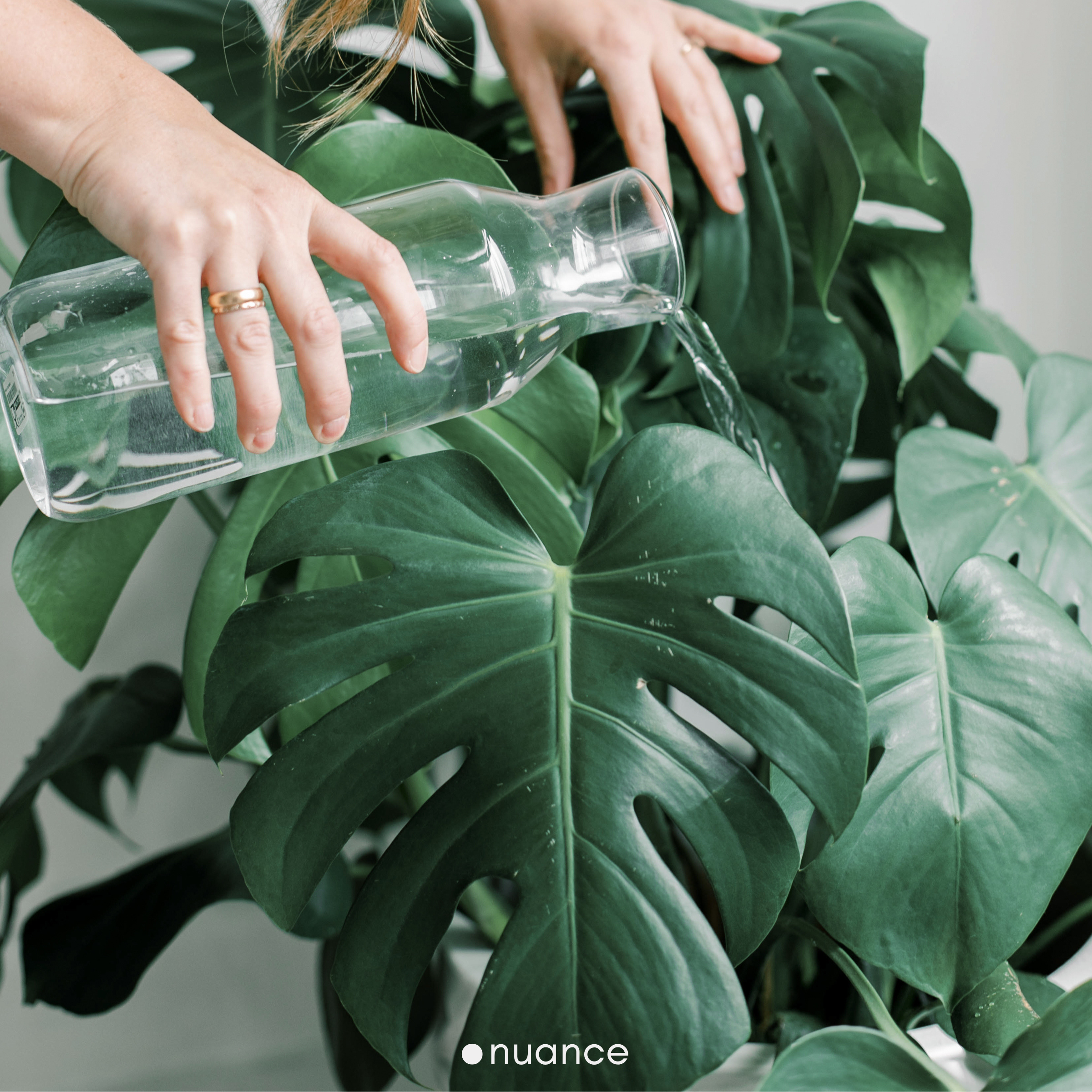 plants