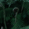 Fibonacci sequence