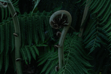 Fibonacci sequence