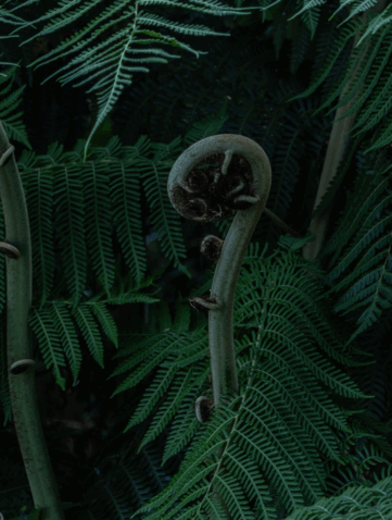 Fibonacci sequence