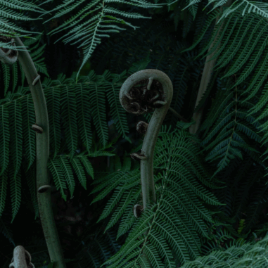 Fibonacci sequence