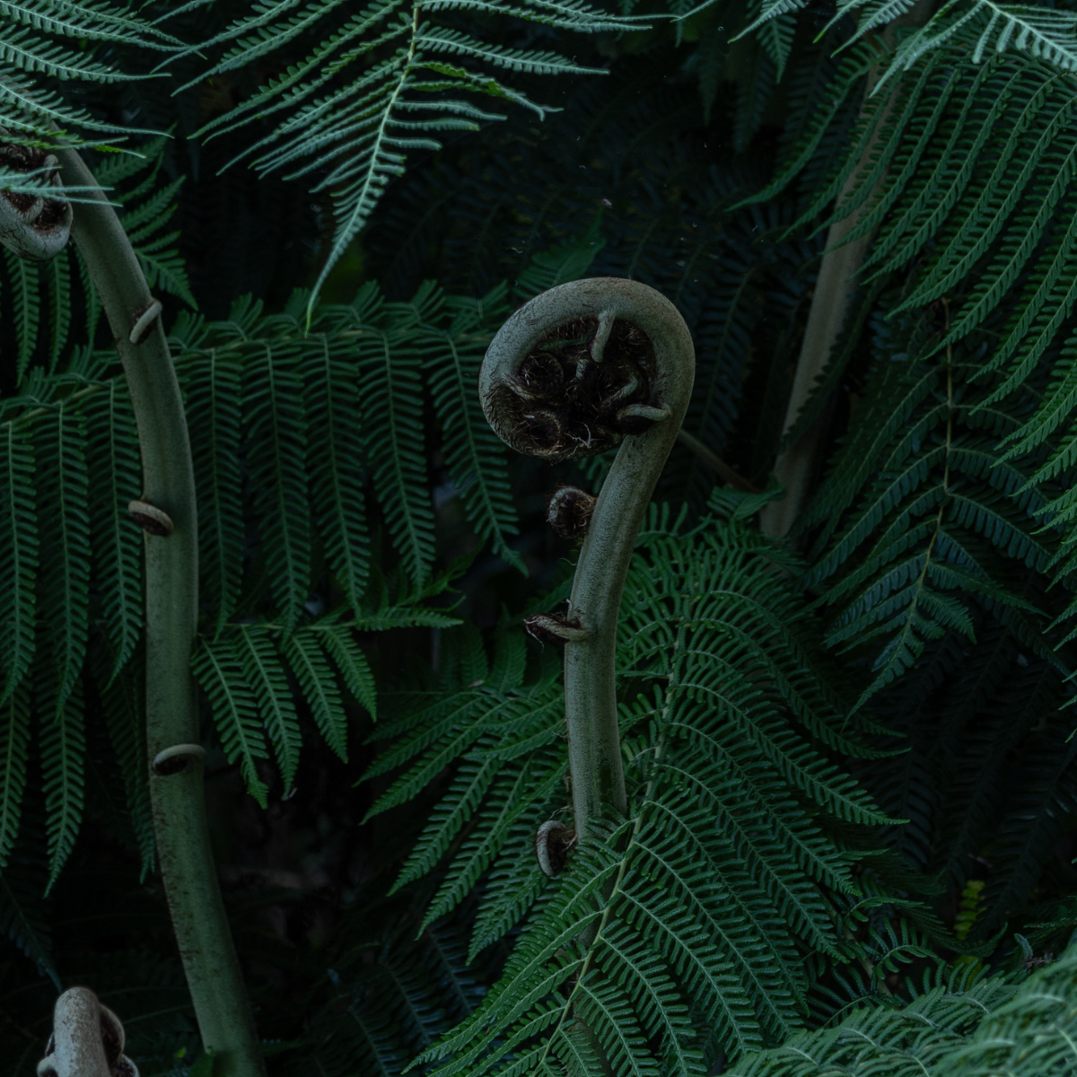 Fibonacci sequence