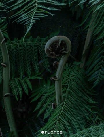 Fibonacci sequence